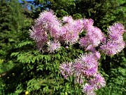 12 Pigamo colombino (Thalictrum aquilegiifolium) 
